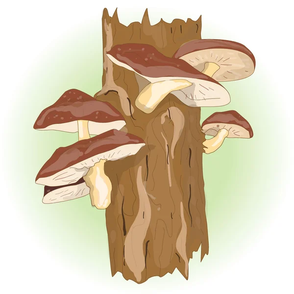 Shiitake paddestoelen groeien op bomen — Stockvector