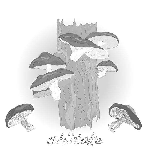 Champignon Shiitake poussant sur les arbres — Image vectorielle