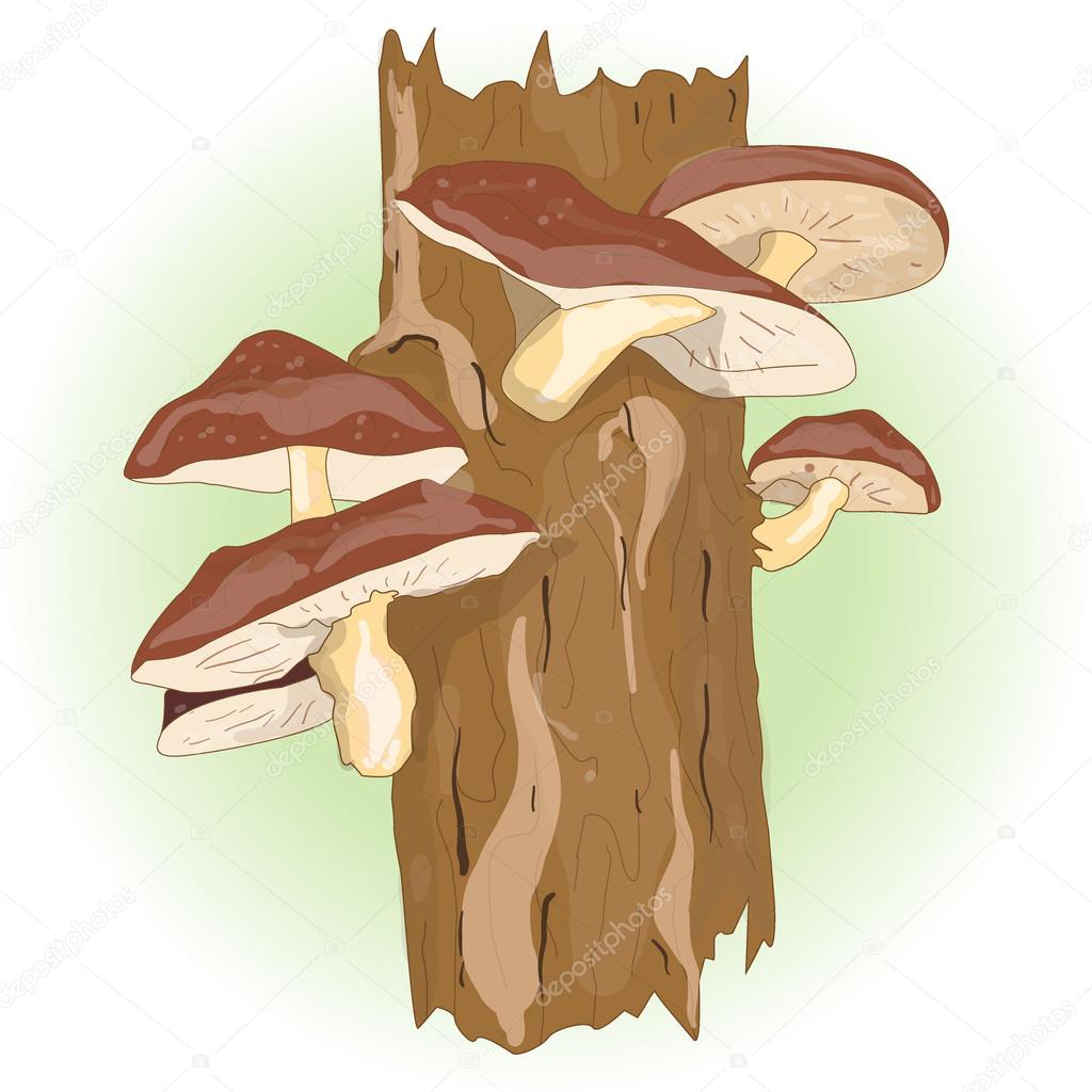 Shiitake mushroom growing on trees