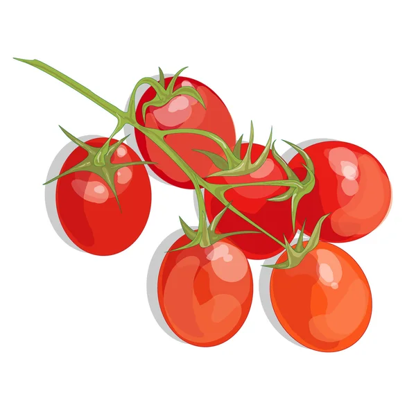 Tomat diisolasi pada latar belakang putih - Stok Vektor