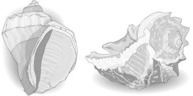 Seashell vektör toplama