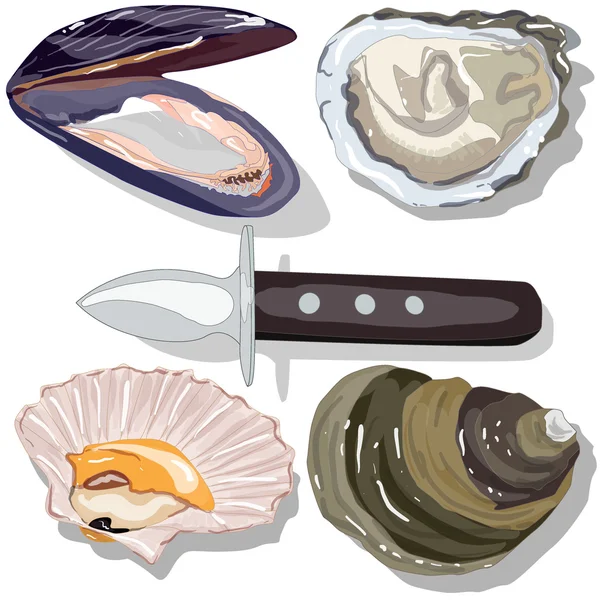 Collection de vecteurs Seashell — Image vectorielle