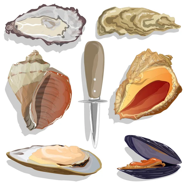 Seashell vector collectie — Stockvector