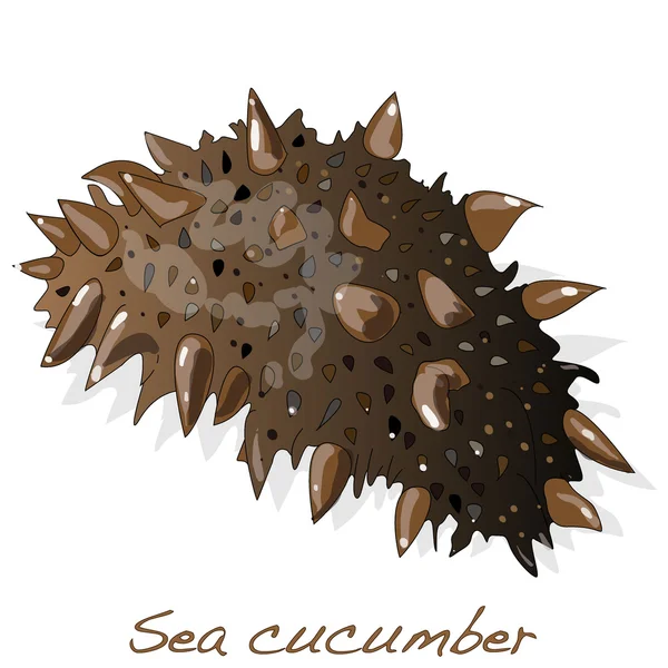 Zee komkommer geïsoleerd — Stockvector