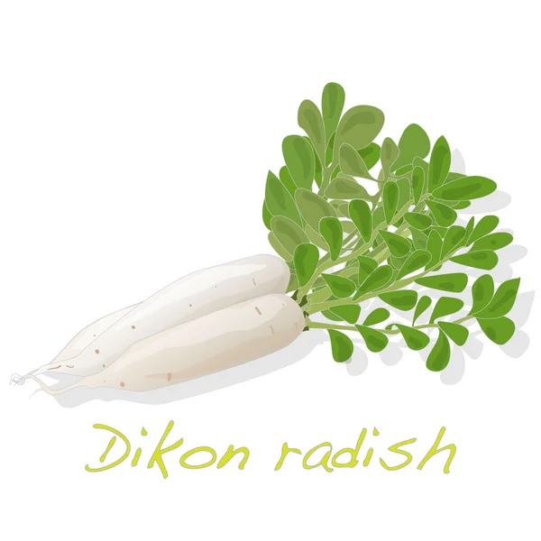 White radish. Dikon. — Stock Vector