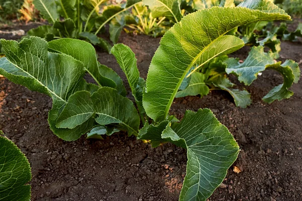 Concepto Agrícola Arbusto Rábano Picante Con Hojas Verdes Brillantes Que — Foto de Stock