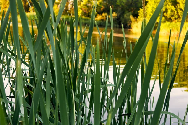 Fresh Green Leaves Reeds Close Pond Setting Sun Landscape Wallpaper — Stock Photo, Image