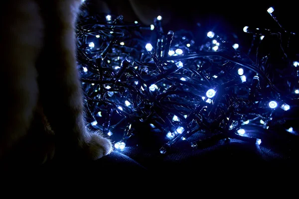 Año Nuevo Fondo Navidad Tonos Azules Oscuros Gato Sentado Frente —  Fotos de Stock