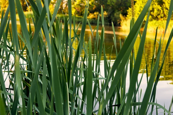 Φρέσκα Πράσινα Φύλλα Καλαμιών Κοντά Στη Λίμνη Κάτω Από Τον — Φωτογραφία Αρχείου