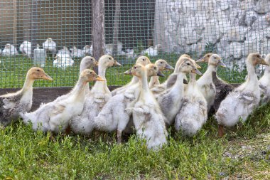 Çiftlikteki kümes hayvanları. Güneşli bir günde çimlerin üzerinde bir grup yerli ördek, bir çitin arka planı ve küçük ev yapımı ızgaralar..