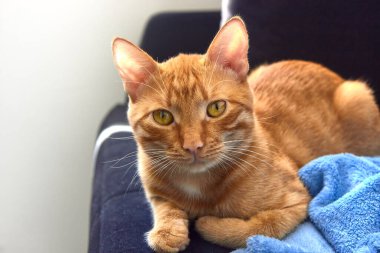 Siyah bir kanepede uzanmış kırmızı oyuncak kedi, güneşli bir gün..