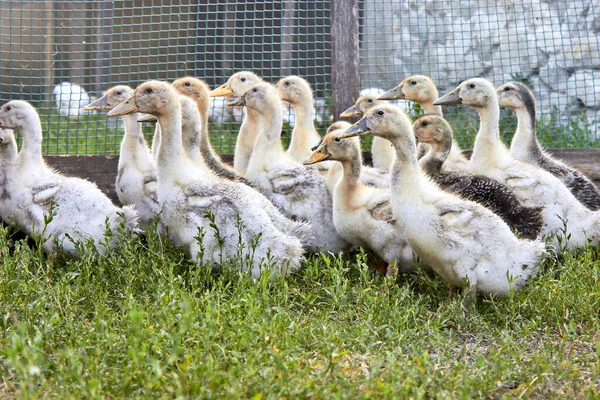 Liten Grupp Vita Och Grå Tamankor Grönt Gräs Bakgrunden Kedjelänken — Stockfoto