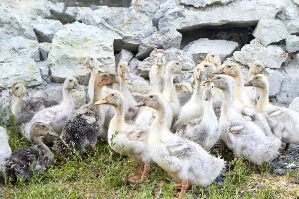 Djurgårdens Tema Grupp Gula Och Grå Tamankor Med Utsträckta Halsar — Stockfoto