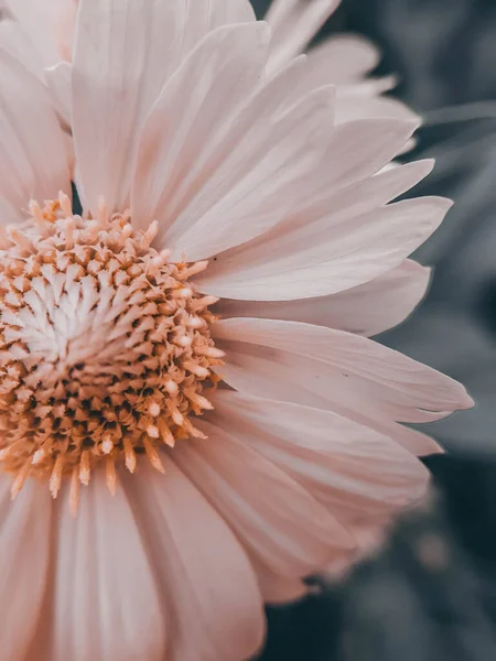 Eine Blühende Rudbeckia Blume Ist Eine Goldene Kugel Rosa Übermalt — Stockfoto