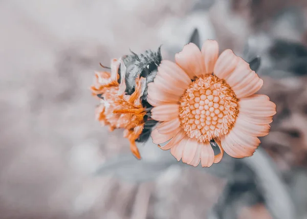 Eine Blühende Blume Rosa Übermalt Auf Verschwommenem Hintergrund Handyfoto Aus — Stockfoto