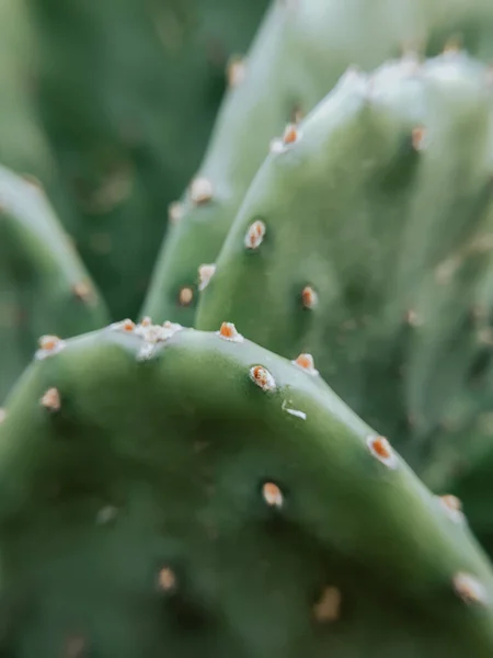 Schöne Atmosphärische Dunkle Foto Eines Grünen Kaktus Von Einer Runden — Stockfoto