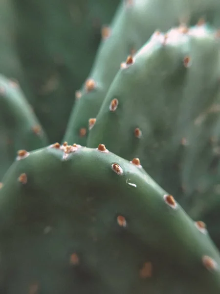 Gyönyörű Atmoszférikus Sötét Fénykép Egy Zöld Kaktuszról Kerek Tövismentes Alakban — Stock Fotó