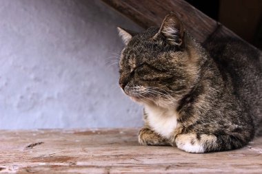 Renkli fotoğraf. Melez gri çizgili bir kedi pençeleri kapalı bir pozisyonda açık bir masada huzur içinde uyuyor. Kedi uyuyor numarası yapıyor olabilir, canı sıkılmış olabilir..