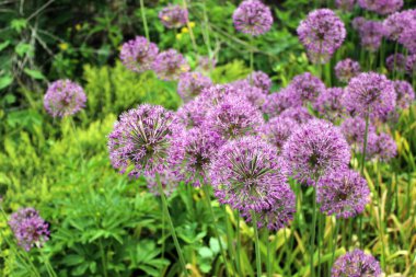 Doğal yaz geçmişi. Yaban soğanından bir kaç mor yuvarlak çiçek. Vahşi soğan alyumu sahada çiçek açar. Yuvarlak mor kızılötesi yüzey.