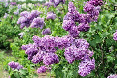 Doğal arka plan. Güzel leylak çiçekleri. Leylak bahçesindeki büyük bir çalılıkta leylak dalları çiçek açıyor. Yaz zamanı. - Yakın çekim. Bir buket mor çiçek. Bahar bitkisi konsepti.