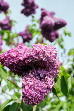 Leylak bahçesindeki bahar leylaklarının parlak çiçekleri. Bulanık arka planda bahar pembe leylak çiçekleri. Doğal arka plan. Bahar bitkisi konsepti. Peyzaj için leylak çiçekleri. 