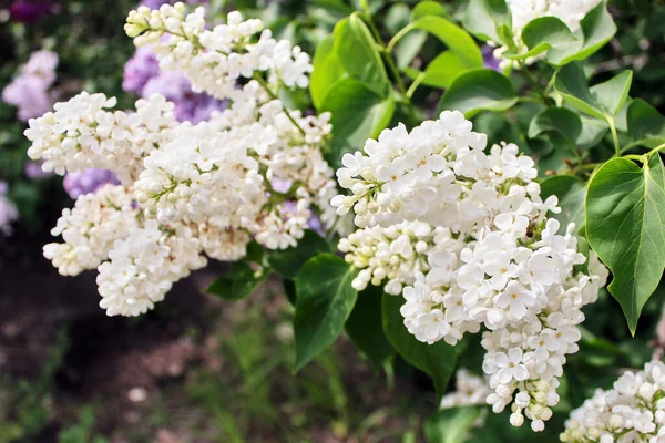 Яркие Цветы Весенней Сирени Куст Саду Сирени Весной Маленькие Белые — стоковое фото