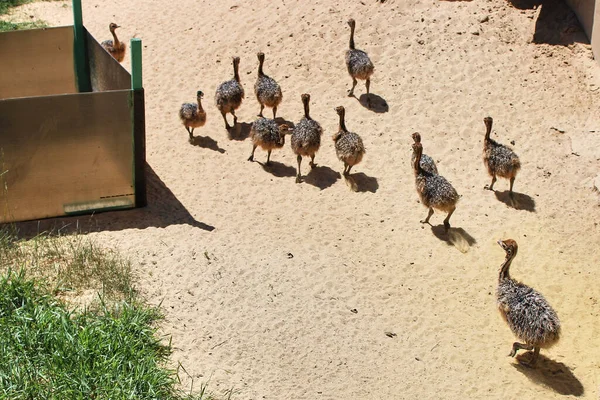 Grupp Baby Ostrich Springer Sanden Små Strutsar Som Utforskar Världen — Stockfoto