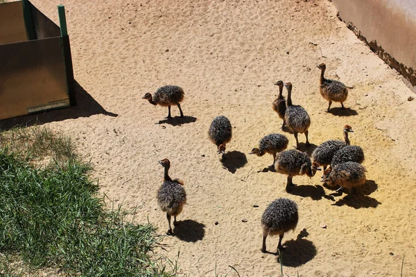 Grupp Baby Ostrich Letar Efter Mat Sanden Små Strutsar Som — Stockfoto