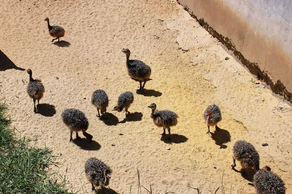 Grupp Baby Ostrich Letar Efter Mat Sanden Små Strutsar Som — Stockfoto