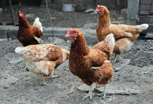 Vörös Barna Tyúkok Csirkék Tyúkólban Háztartásban Tyúkok Koszos Tyúkólban Állnak — Stock Fotó