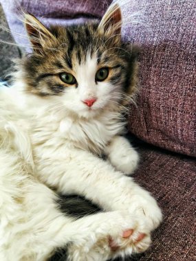 Kanepenin üzerinde beyaz ve gri saçlı çok güzel, sevimli, tüylü bir kedi yavrusu yatıyor. Yakın plan..