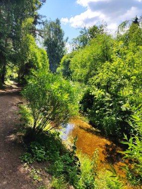 Ormanda ağaçların ve çalıların arasında temiz, sığ bir nehir..
