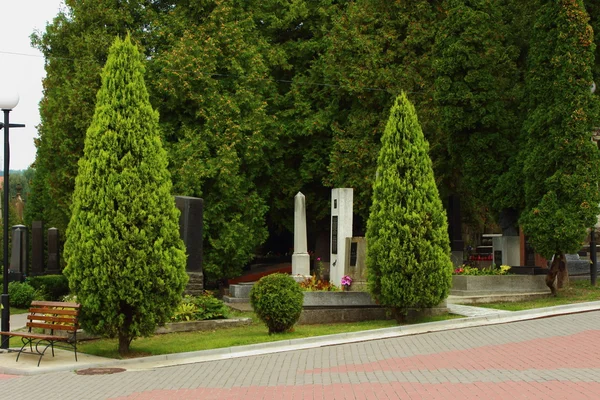 Arborvitae trees — Stock Photo, Image