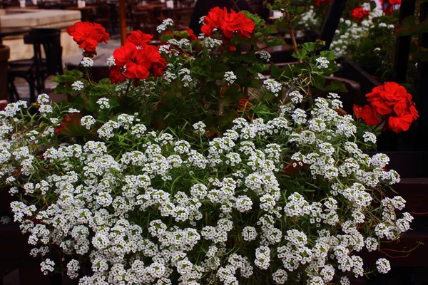 Alyssum květiny — Stock fotografie