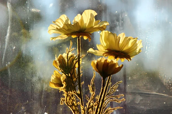 白い繊細な花 ストック写真