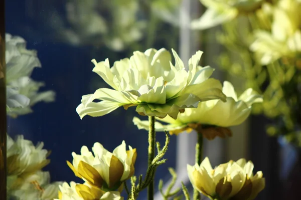 Beyaz narin çiçekler — Stok fotoğraf