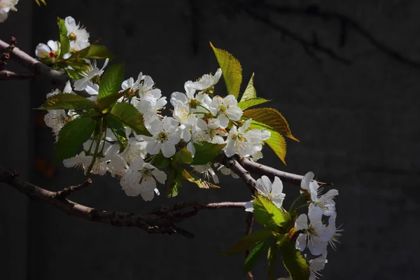 Vita blommor cherry — Stockfoto