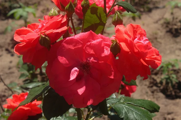 Rote Rosen — Stockfoto