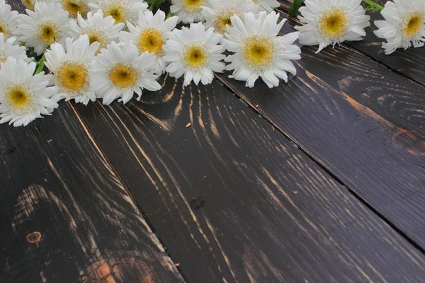 Margaritas blancas yacen en una tabla de madera — Foto de Stock