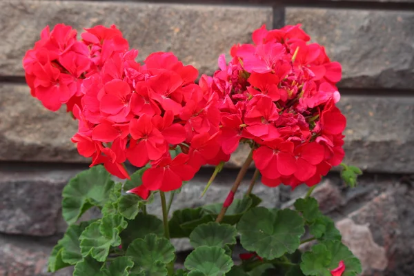 Geranienblüten — Stockfoto