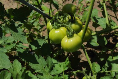 domates bitki