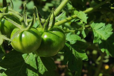 olgunlaşmamış domates
