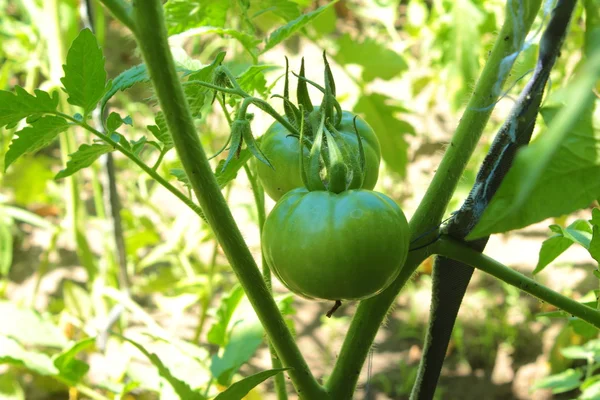 Growing tomatoes — Stock Photo, Image