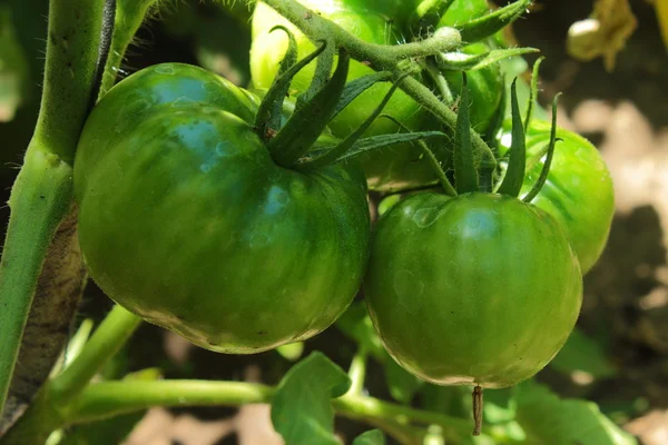 Ripening tomatoes — Stock Photo, Image