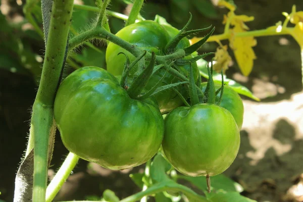 Tomatoes closeup — Stock Photo, Image