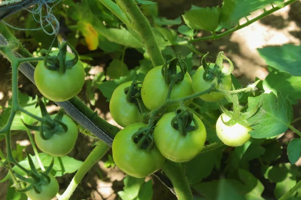 Growing tomatoes — Stock Photo, Image