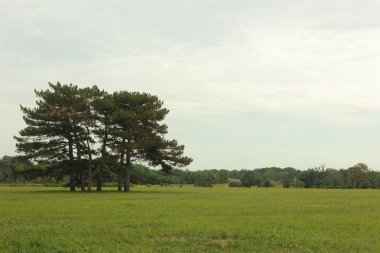 büyüleyici çayır