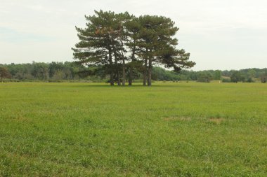 çayır ve ağaçlar