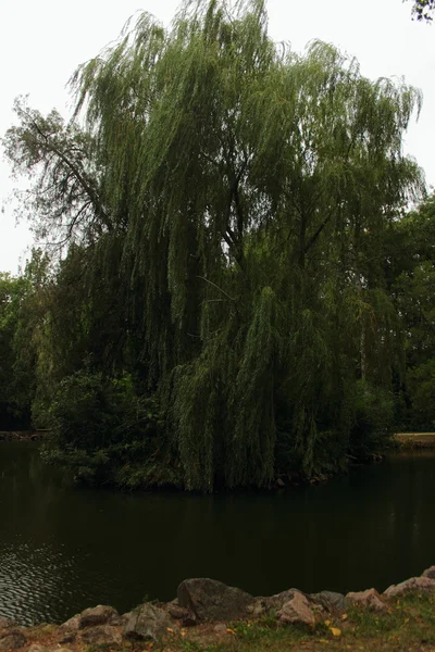 Lago verde — Fotografia de Stock