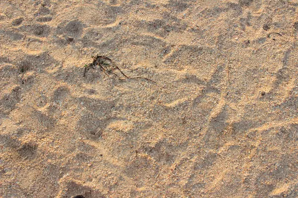 Sand on the seashore — Stock Photo, Image